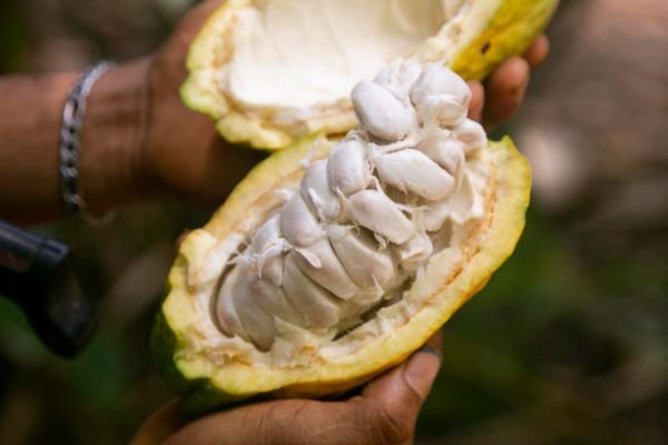 Selección de Origen Único